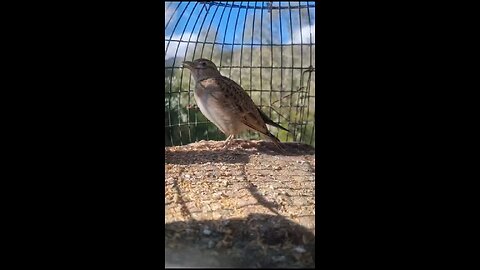 singing bird