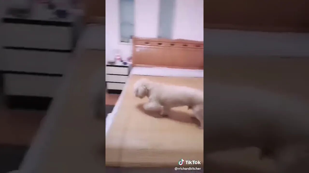 VID 20190917 WA0032