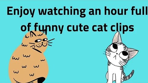 Enjoy watching an hour full of funny cute cat clips