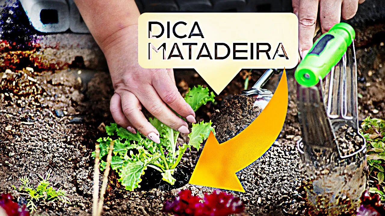 [Como Plantar Alface Americana]No chão (orgânica)Dica Matadeira