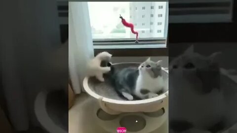 cute cat videos 😹 funny videos 😂 656 😻#shorts #shortsfunny #cutecat #catvideos #catsfood #catscare