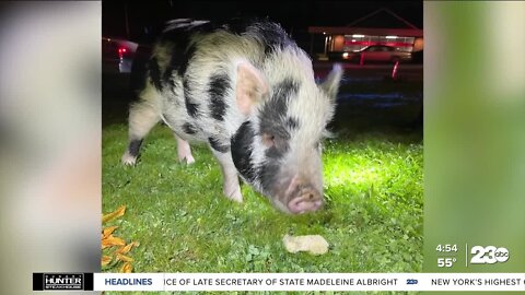 Oregon officers use snacks to lure pig to safety
