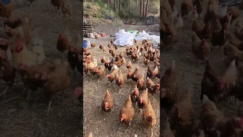 #homestead #chickens #chores #homesteading #farmlife