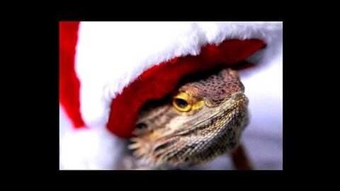 Reptilian Encounter During Christmas Holiday