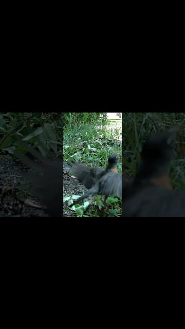 The Robin Has A Worm #Shorts 🌻