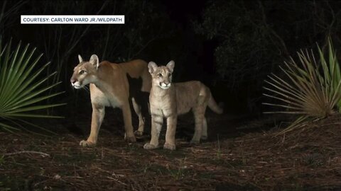 New Florida plate design features Florida Panther