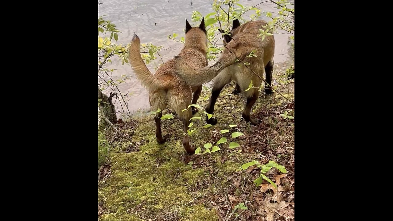 Two Belgian Malinois work together to bring large log up a steep embankment.😂🐕🐕