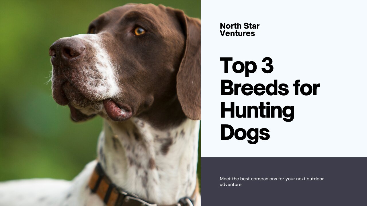 Top 3 Hunting Dogs 🐶 Masters of the Hunt