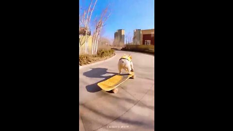 Skatedog 6