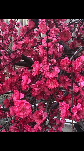 Beautiful Bright Red Cherry Flowers blooming in our garden