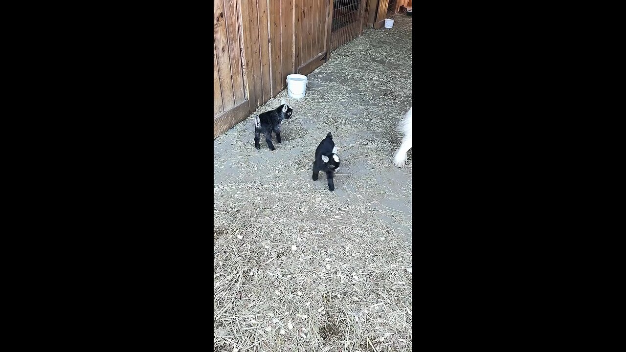 so cute very little goat babies