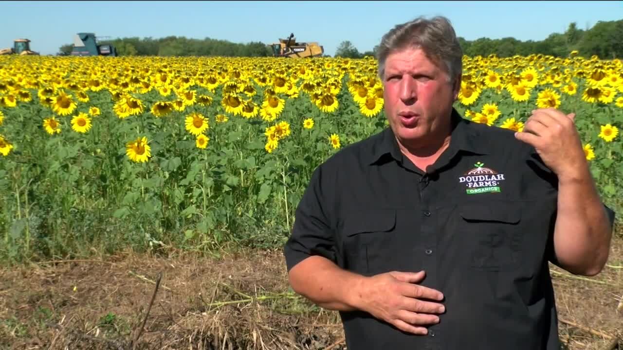 6th generation Wisconsin farm goes back to its roots, spurred by harm caused by pesticides