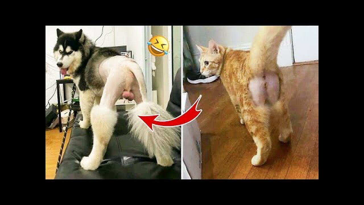 Best Funny Animals Video 2023 - Newest Cats last and Dogs@ Videos of the Week! #50