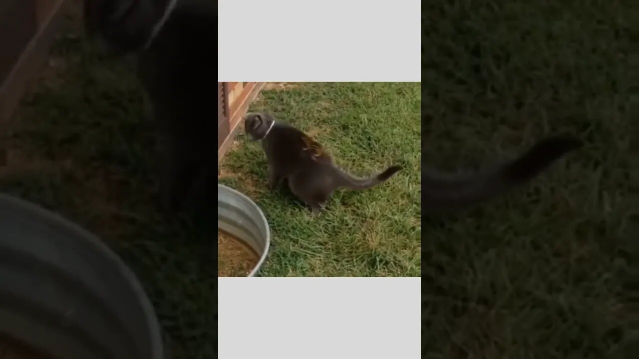 Tables have turned...🐈🐾🐿️😅