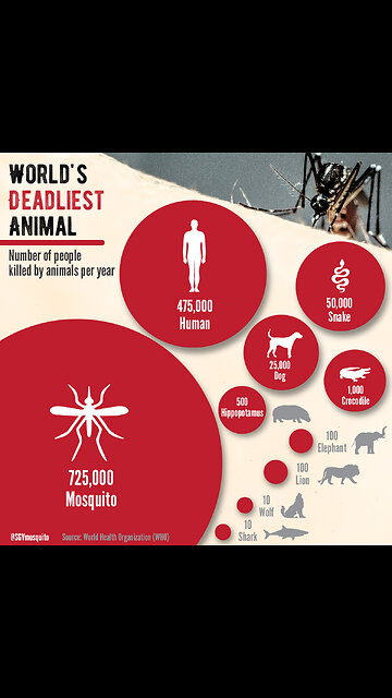 Animal that kills the most people each year.