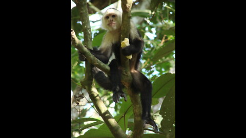 Costa Rica's Osa Peninsula