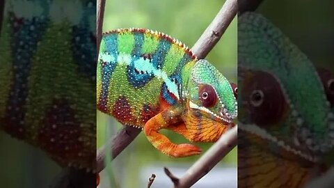 Chameleon Timelapse Change #shorts #short