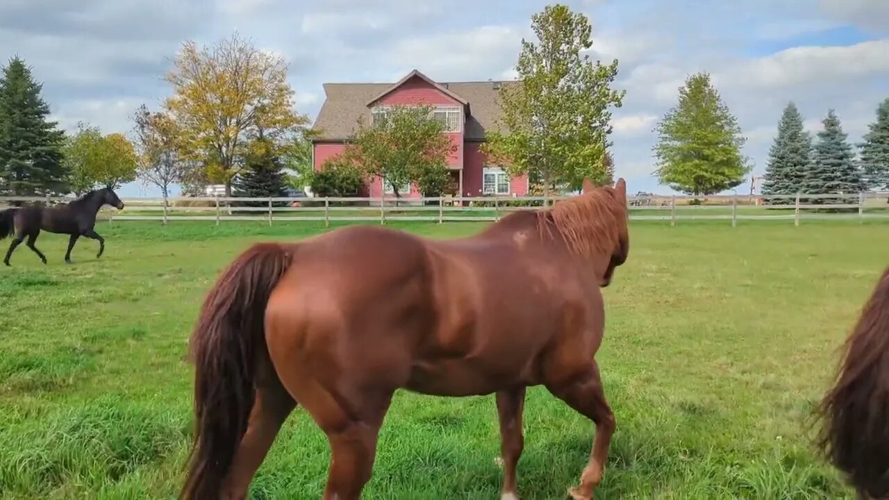 new horse introduction third time's a charm 😲🐴