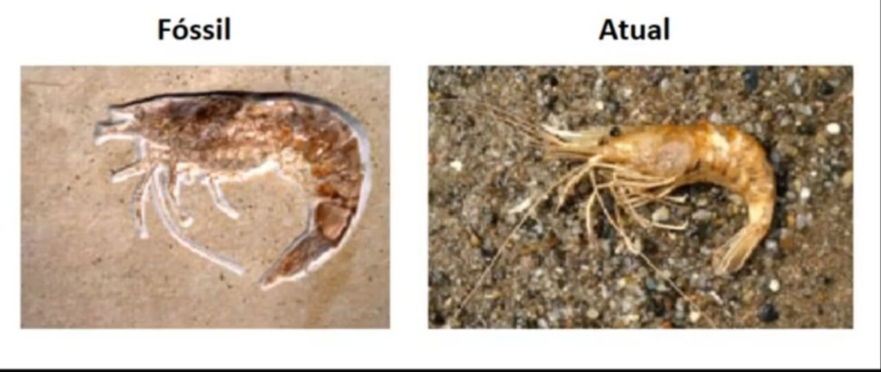 Como os próprios registros fósseis derrubam a teoria da evolução macro.