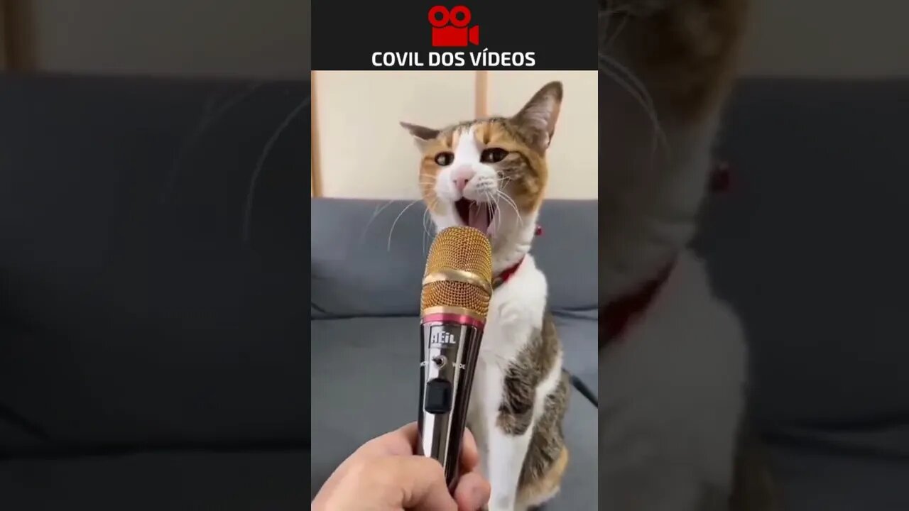 gatinho cantor 😂😂😂
