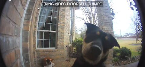 Family Dogs Learn to Using Ring Video Doorbell to Get Owner’s Attention