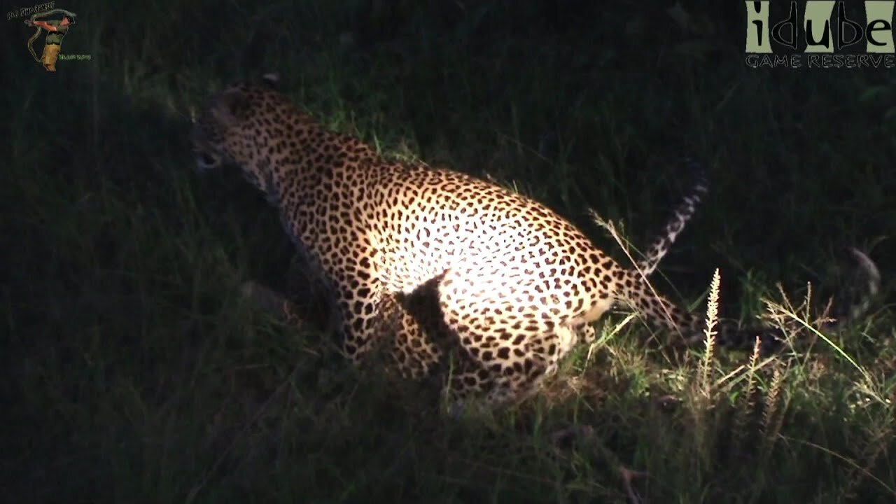 WILDlife: African Leopards Pairing In the Wild