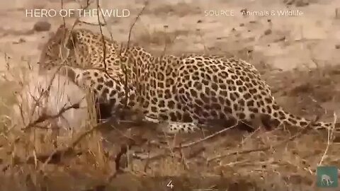 عجائب الحياة البرية1 20220824 2110211