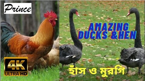 Amazing Birds|| Selected birds || Relaxing Music|| Beautiful Birds || Nature Video|| Classical Music