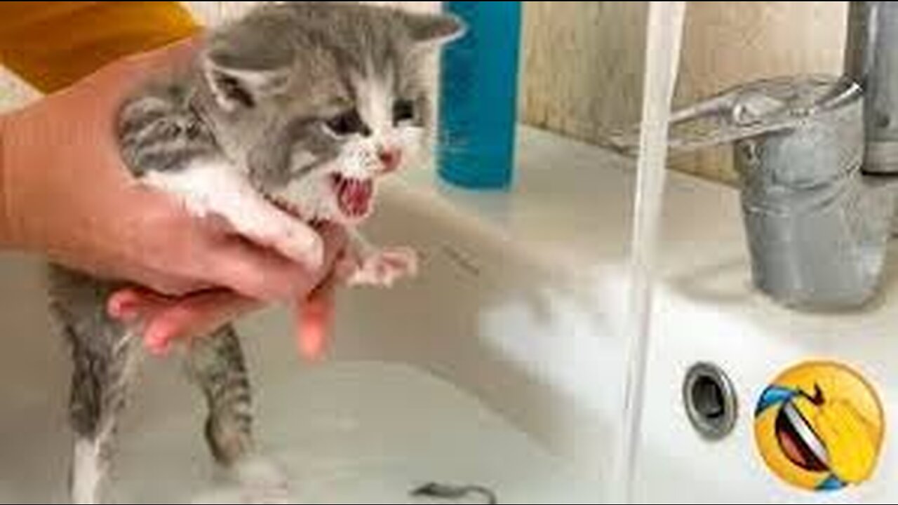 Best Funny Animal Videos Of The 2023 π€£ - Funniest Cats And Dogs Videos πΊπππΆ Funny cat & dog videos π