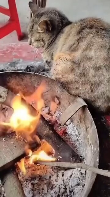 Cat fire 😂 #cat #fire #love #funny #comedy #new #trend