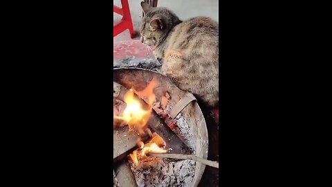 Cat fire 😂 #cat #fire #love #funny #comedy #new #trend