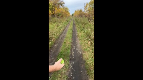 GSP Hops