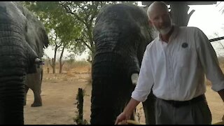 FEATURE: SA man in Chad making his porch a 'safe haven' for elephants (6DJ)