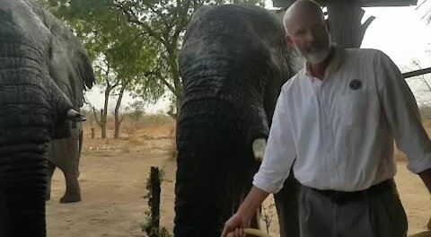 FEATURE: SA man in Chad making his porch a 'safe haven' for elephants (6DJ)