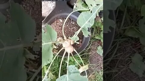 Garden Update late August