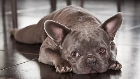 Cutest French Bulldog Funny and Cute French Bulldog Puppies
