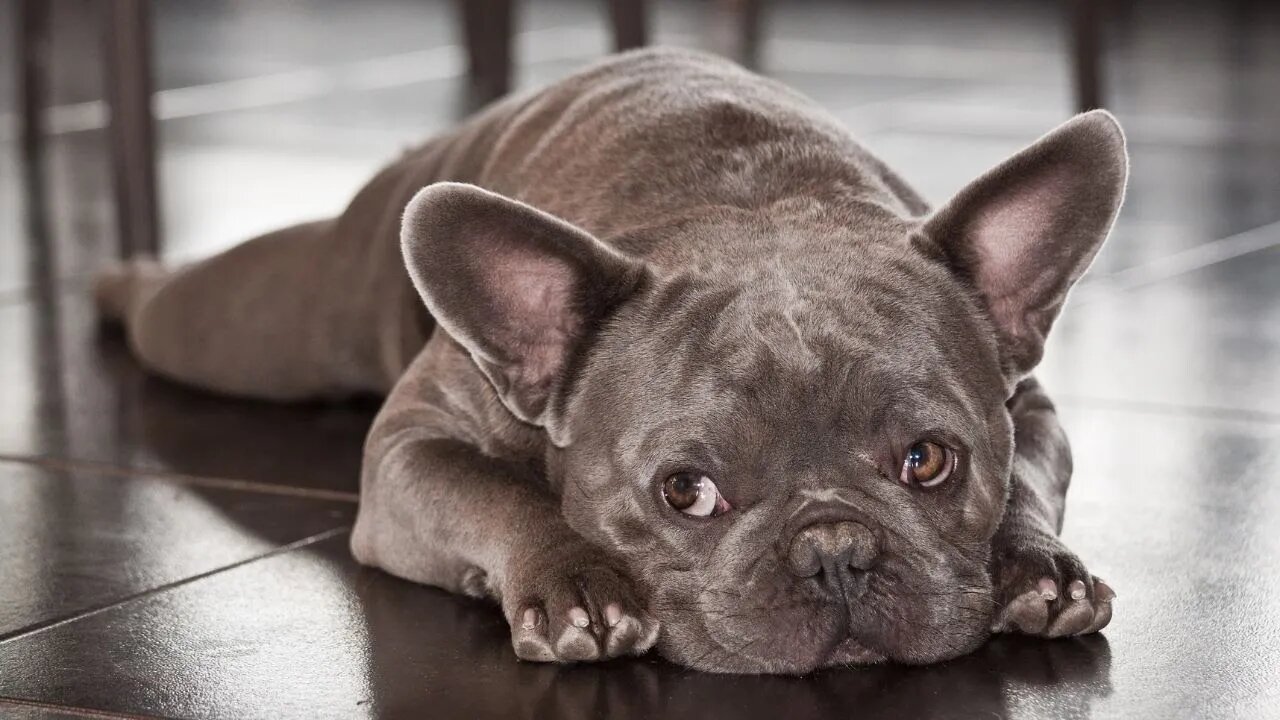 Cutest French Bulldog Funny and Cute French Bulldog Puppies