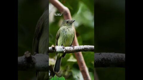 Canto do FRUXU - [Neopelma Chrysolophum] - Serra do Mar Tyrant-manakin - #shorts