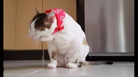 FUNNY CATS VIDEOS