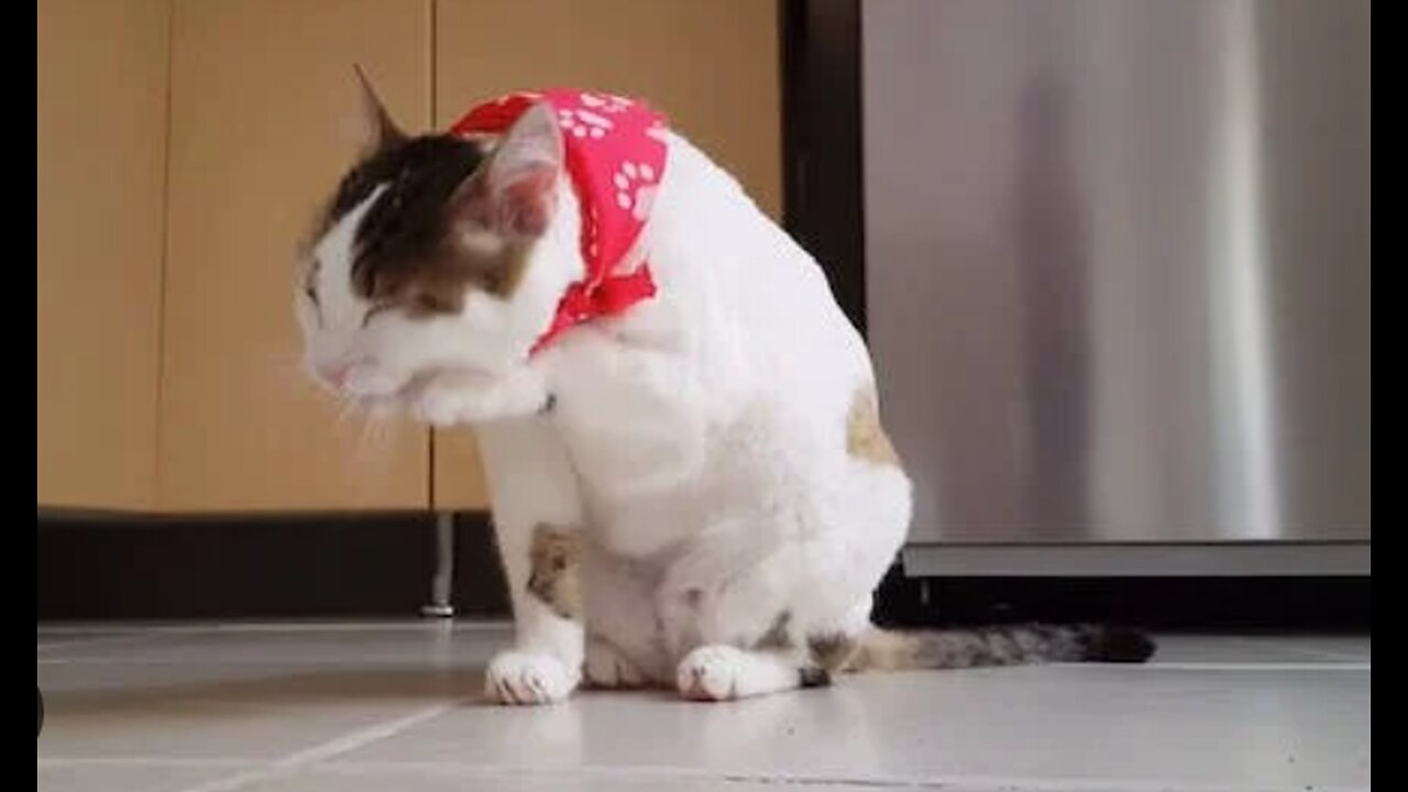 FUNNY CATS VIDEOS