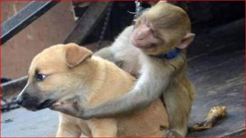 monkey vs dog funny fight