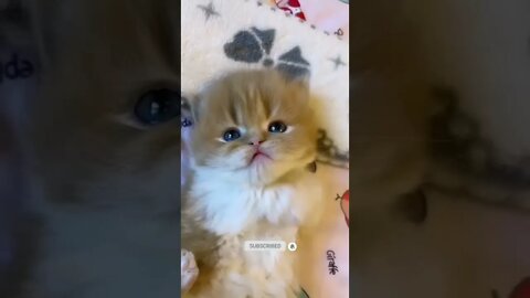 funny cat videos | cute cat videos| cute animals funny cats #shorts #shortsfunny #cutecat #funnycat