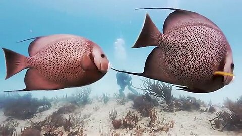The most beautiful coral reefs and undersea creature on earth 🐠