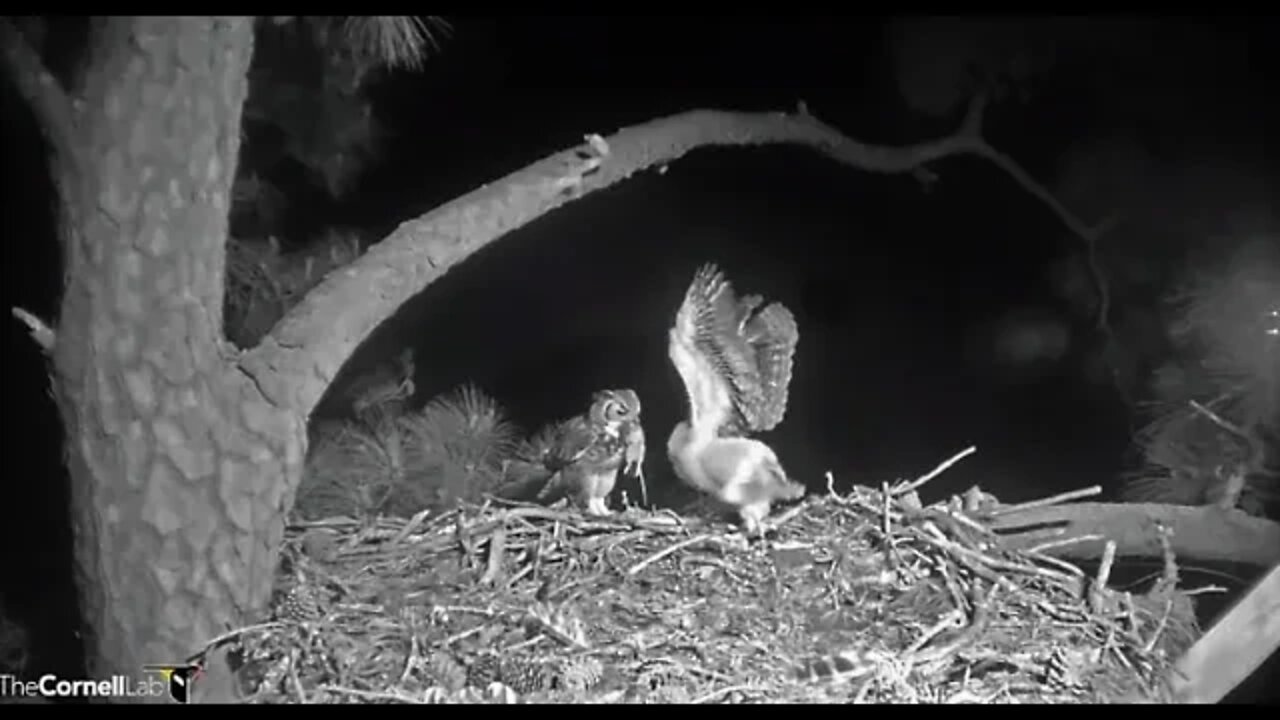 Dad Delivers a Rat Snack 🦉 3/29/22 00:39