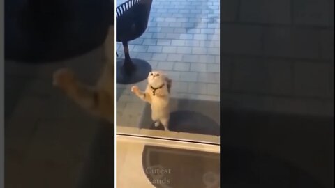 Cute Cat are Crying #shorts #cat