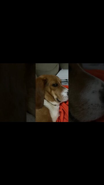 Banchee the Beagle Snoring #shorts