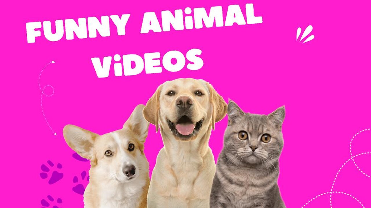 Funny Animals Video