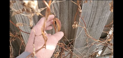 Fire from milkweed