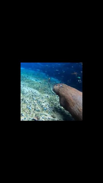 capybaras are so agile underwater