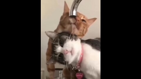 Cat and dogs funny vedios..